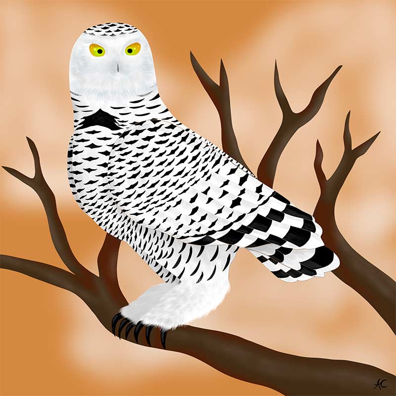 This is a thumbnail image of a Snowy Owl I drew in Paint Tool Sai. It features the owl standing on a dead tree branch with a sunset colored skky with clouds in the background. Click the image to see the full version.